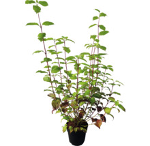 Kornoelje in pot