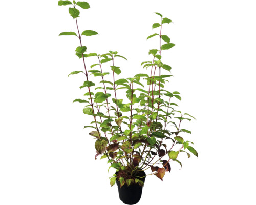 Kornoelje in pot