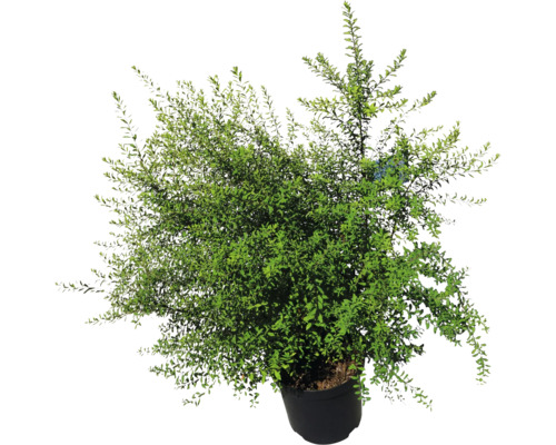 Struik met groene bladeren in pot