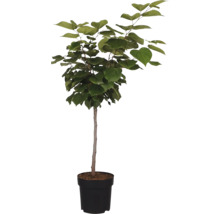 Judasboom in pot