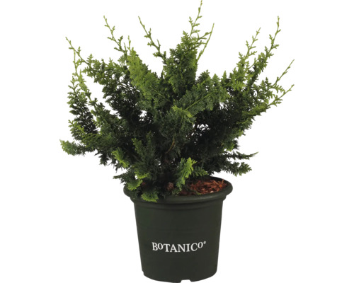 Potcipres in pot met Botanico logo