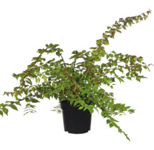 FLORASELF Koninginnenstruik Kolkwitzia amabilis 'Pink Cloud' potmaat Ø 21 cm H 50-60 cm