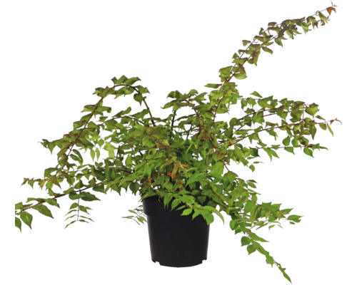 Japanse kornoelje als kamerplant in pot