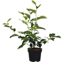 Citroenboom in pot
