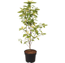 FLORASELF Beverboom Magnolia 'Daphne' potmaat Ø 28,0 cm H 100-125 cm