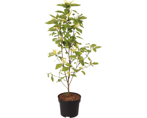 Magnoliaboom in pot met gele bloemen en groene bladeren