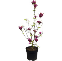 Magnolia in pot met purperrode bloemen
