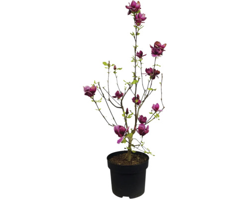 Magnolia in pot met purperrode bloemen