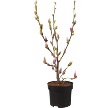 Magnolia in pot met bloemknoppen