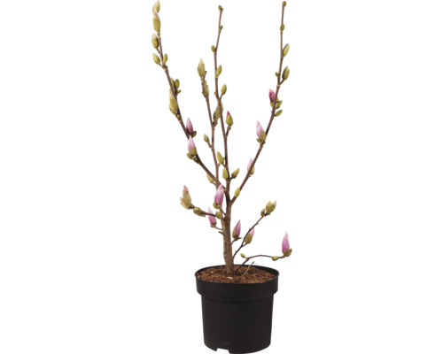 Magnolia in pot met bloemknoppen