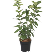 Sierplant in pot met groene bladeren
