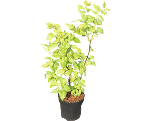 Bougainvillea plant in pot