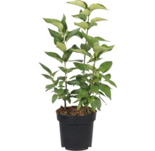 Sering in pot met groene bladeren