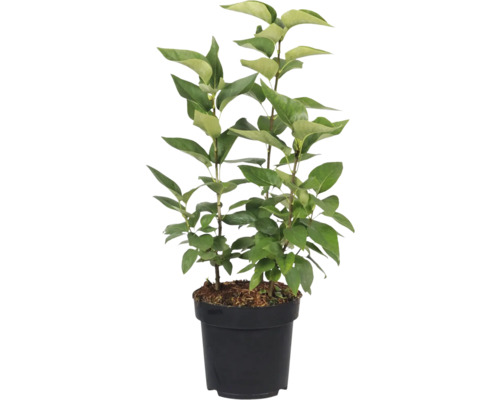 Sering in pot met groene bladeren