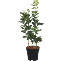 Citroenboom in pot