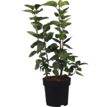 Sierplant in pot