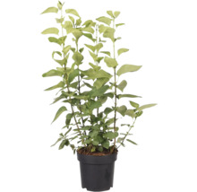 Pot met ligusterplant