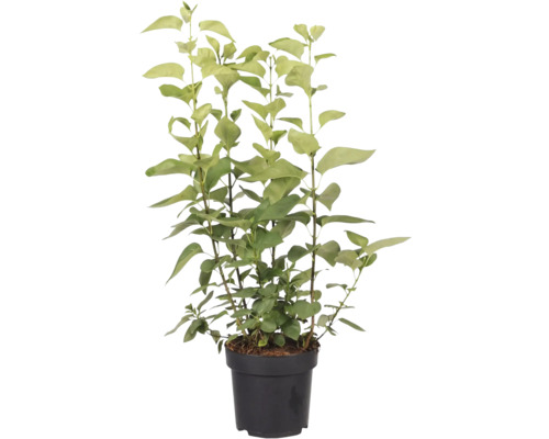 Pot met ligusterplant