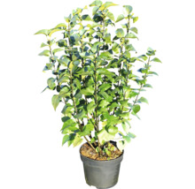 Pot met cameliaplant