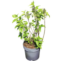 Jonge sering in pot