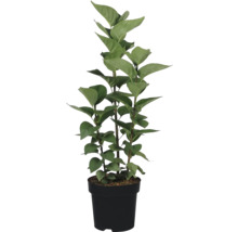 Kunstplant in pot met groene bladeren.