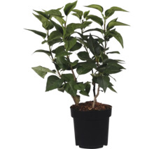 Kunstplant met groene bladeren in zwarte pot