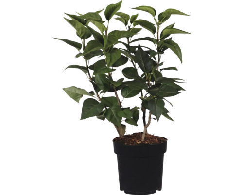 Kunstplant met groene bladeren in zwarte pot