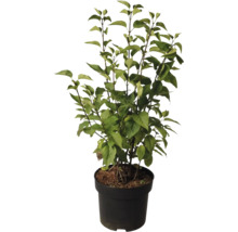 Bloeiende sering in pot