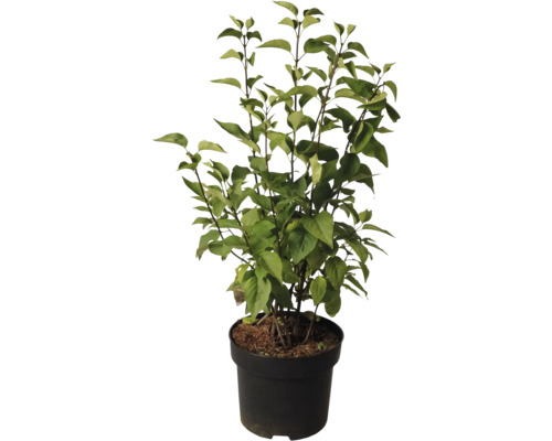 Bloeiende sering in pot