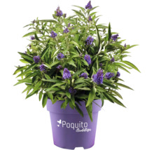 Vlinderstruik in pot