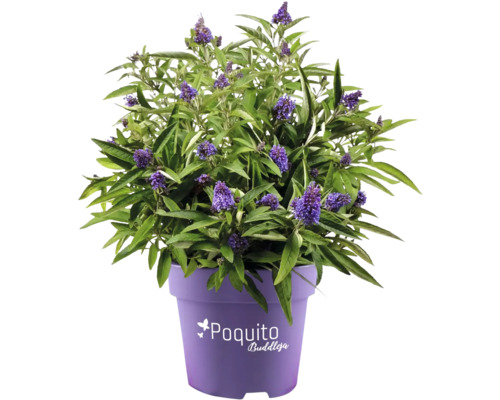 Vlinderstruik in pot