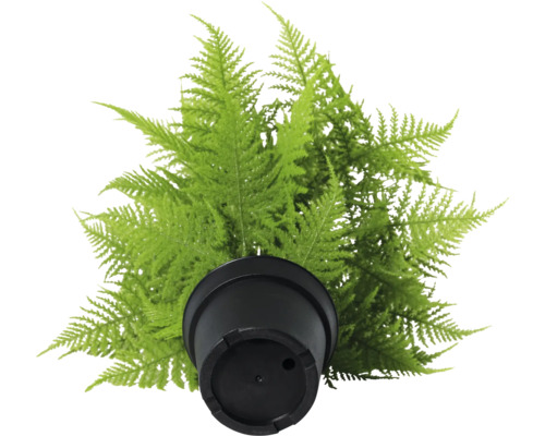 Kunstplant varen in pot