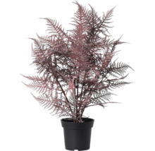 Kunstmatige Asparagus in een pot