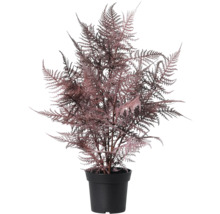 Kunstmatige Asparagus varen in zwarte pot