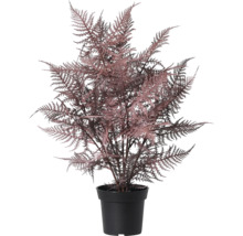 Kunstplant varen in zwarte pot