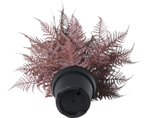 Kunstplant varen in een zwarte pot, bovenaanzicht