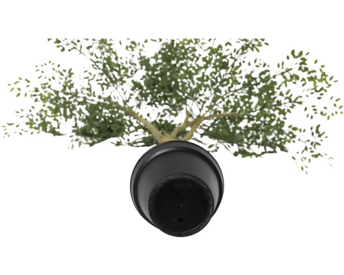 Bovenaanzicht van een olijfboom in pot