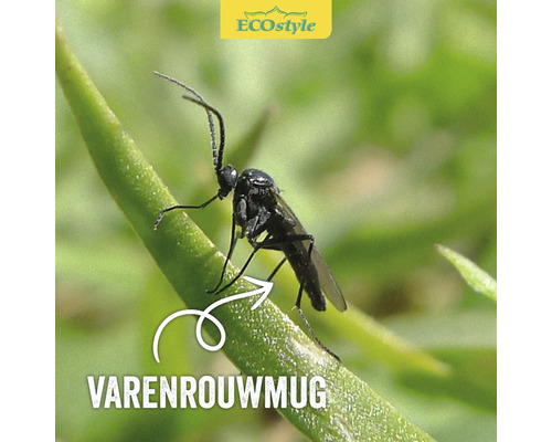 ECOSTYLE Aaltjes tegen varenrouwmug 200 stuks Varenrouwmug op een plant