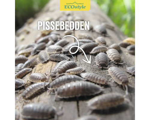 Close-up van pissebedden op hout met de tekst ''Pissebedden''