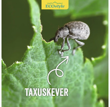 ECOSTYLE Aaltjes tegen taxus kever goed voor 4 m²