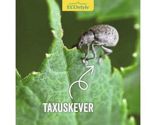 Een taxuskever op een blad
