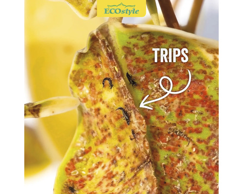 Close-up van een plantenblad aangetast door trips