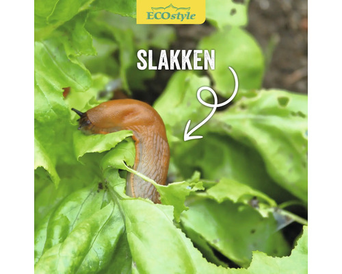 Spaanse aaktslak op een slablad