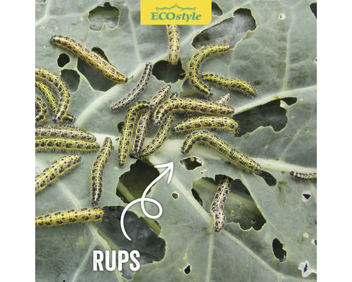 Koolblad met rupsenplaag