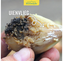Close-up van een ui aangetast door uienvlieglarven