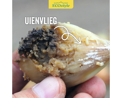 Close-up van een ui aangetast door uienvlieglarven