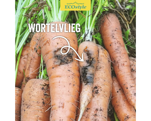 Door wortelvlieg aangetaste wortelen