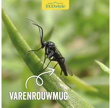Varenrouwmug op een plant