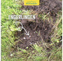 ECOSTYLE Aaltjes H tegen Engerlingen goed voor 1000 m²