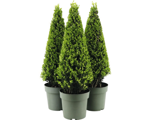 Drie kegelvormige buxussen in potten.